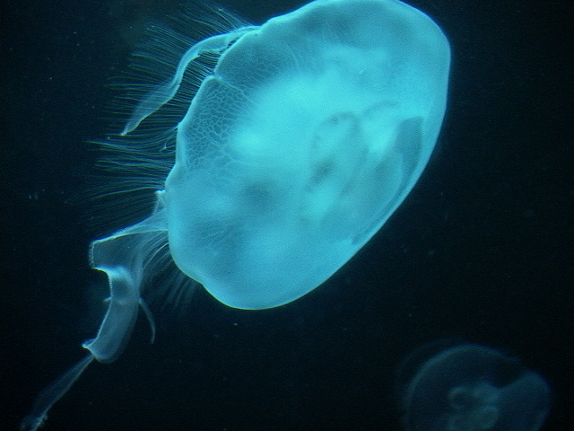 DSC00141.JPG